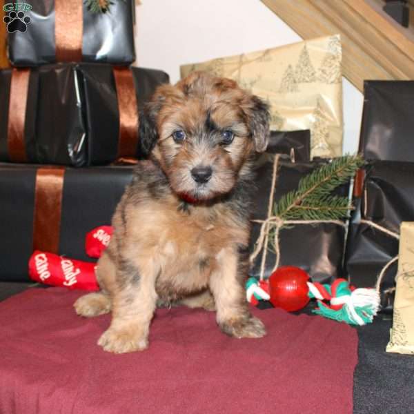 Lester, Mini Whoodle Puppy