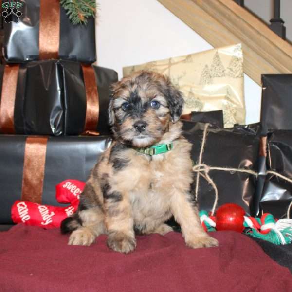 Lydia, Mini Whoodle Puppy