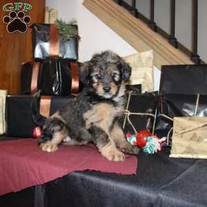 Lizzy, Mini Whoodle Puppy