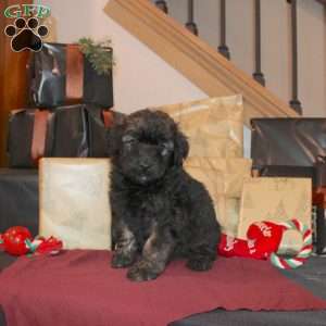 Lynda, Mini Whoodle Puppy