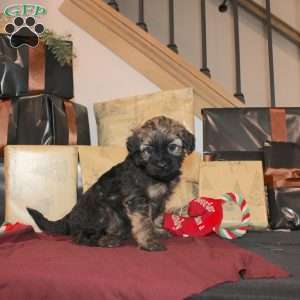 Lila, Mini Whoodle Puppy