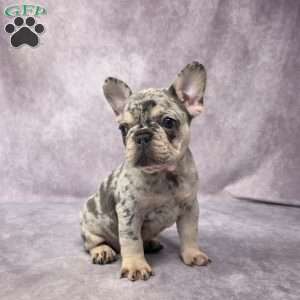 Brenda, French Bulldog Puppy
