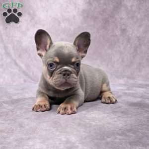 Barney, French Bulldog Puppy