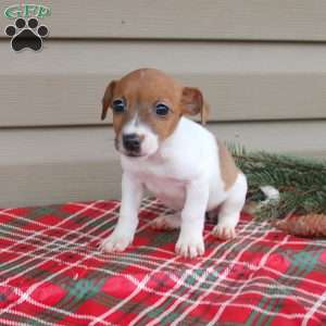 Joy, Jack Russell Terrier Puppy