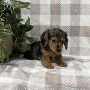 Bennett-mini, Dachshund Puppy