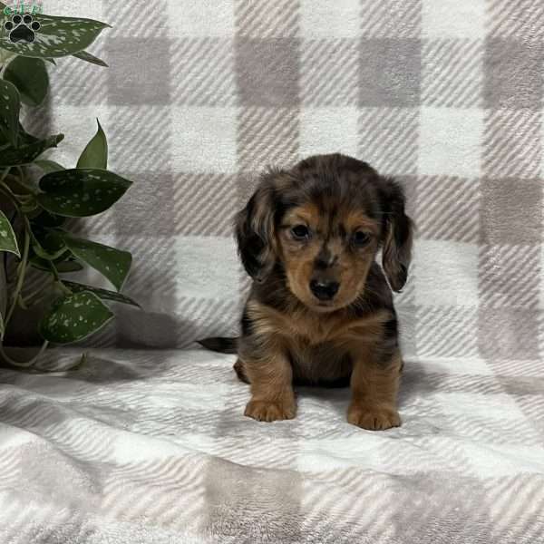 Bennett-mini, Dachshund Puppy