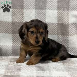 Bennett-mini, Dachshund Puppy
