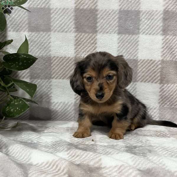Maddie-mini, Dachshund Puppy