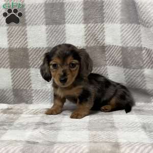 Maddie-mini, Dachshund Puppy