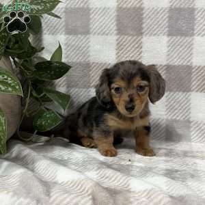 Maddie-mini, Dachshund Puppy