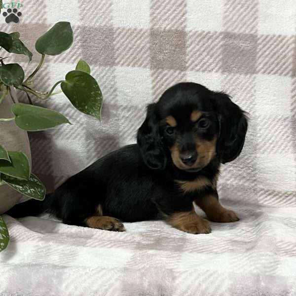 Kya-mini, Dachshund Puppy