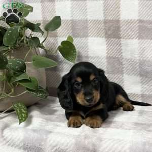 Dakota-mini, Dachshund Puppy