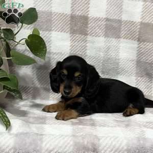 Dakota-mini, Dachshund Puppy
