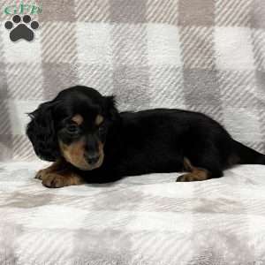 Kya-mini, Dachshund Puppy