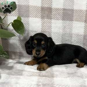 Dakota-mini, Dachshund Puppy