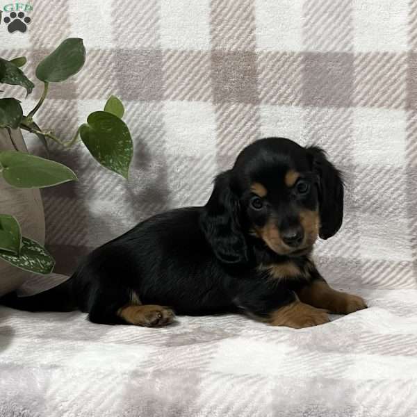 Dakota-mini, Dachshund Puppy