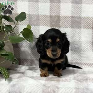 Kya-mini, Dachshund Puppy