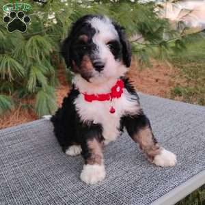 Missy, Bernedoodle Puppy
