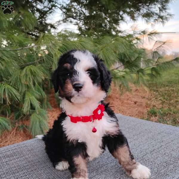 Missy, Bernedoodle Puppy