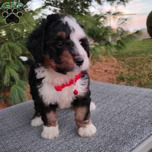 Missy, Bernedoodle Puppy