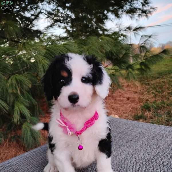 Maggie, Bernedoodle Puppy
