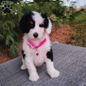 Maggie, Bernedoodle Puppy