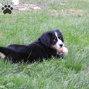 Twila, Bernese Mountain Dog Puppy