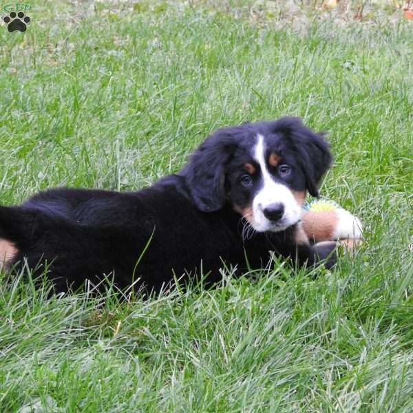 Twila, Bernese Mountain Dog Puppy