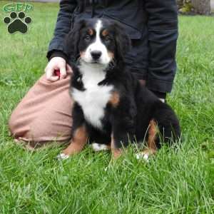 Twila, Bernese Mountain Dog Puppy