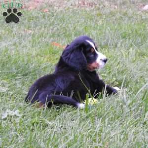 Twila, Bernese Mountain Dog Puppy