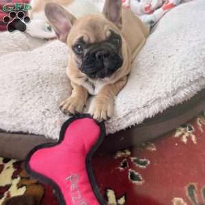 Peanut, French Bulldog Puppy