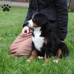 Twila, Bernese Mountain Dog Puppy
