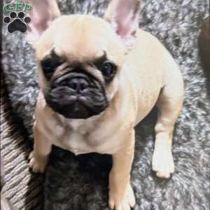 Fred, French Bulldog Puppy