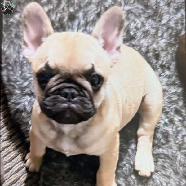 Fred, French Bulldog Puppy