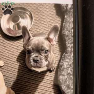 Cracker Jack, French Bulldog Puppy