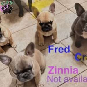 Cracker Jack, French Bulldog Puppy