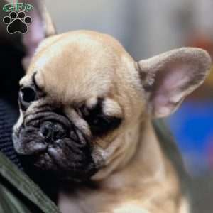 Fred, French Bulldog Puppy