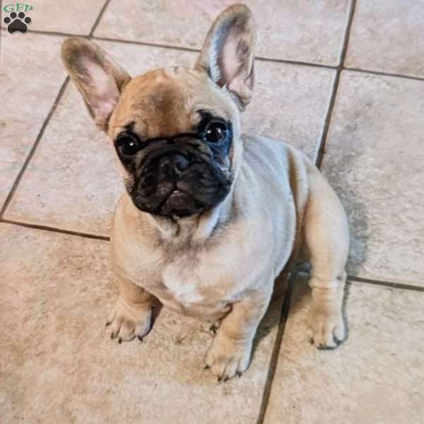 Peanut, French Bulldog Puppy