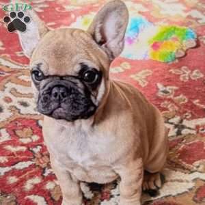 Peanut, French Bulldog Puppy