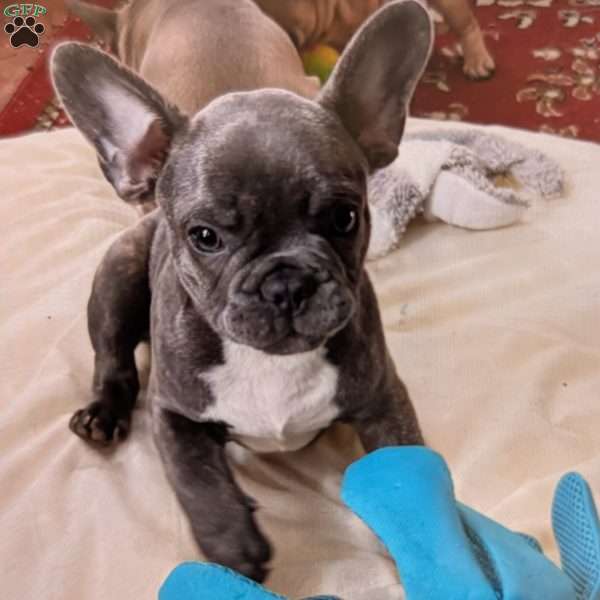 Cracker Jack, French Bulldog Puppy