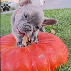 Cracker Jack, French Bulldog Puppy