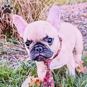 Fred, French Bulldog Puppy