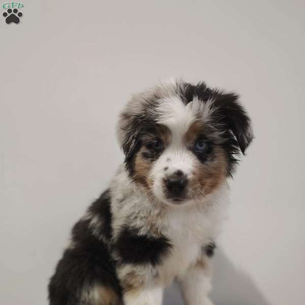 Bailey, Miniature Australian Shepherd Puppy