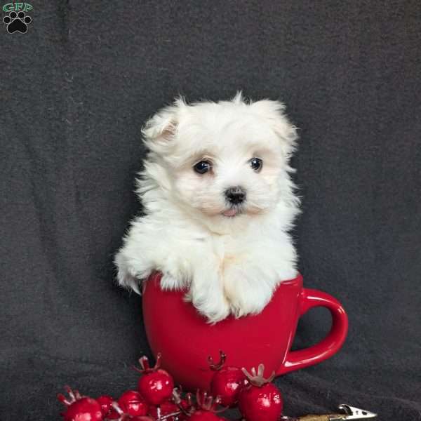 Snowflake- tiny, Maltese Puppy