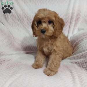 Nina, Cavapoo Puppy