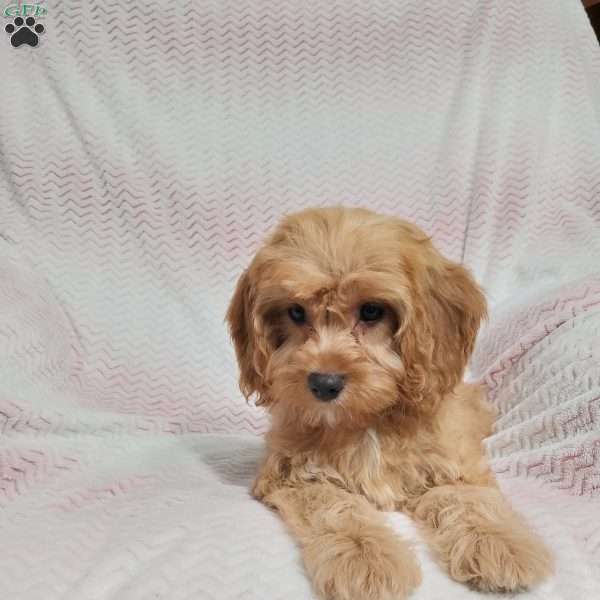 Nina, Cavapoo Puppy