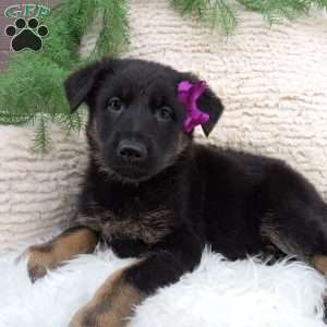 Roxy, German Shepherd Puppy