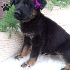 Roxy, German Shepherd Puppy