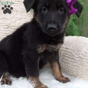 Roxy, German Shepherd Puppy