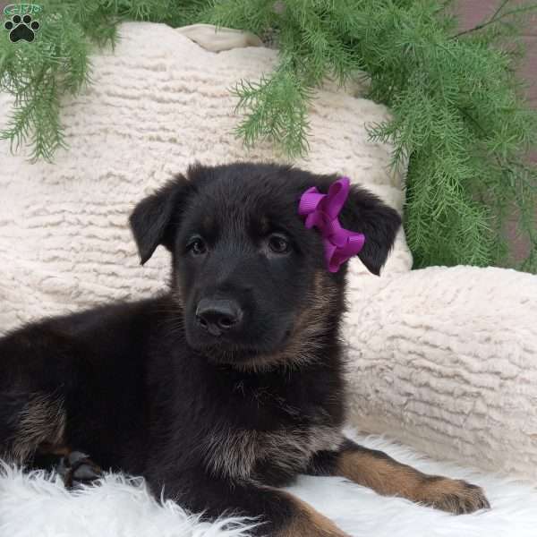 Roxy, German Shepherd Puppy